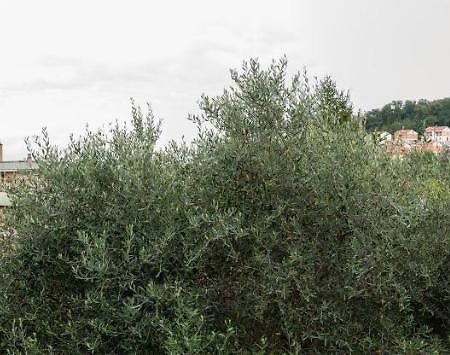 Wild Zagara Daire La Spezia Dış mekan fotoğraf